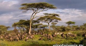 Afrika'nın doğal alanları Afrika'nın doğasıyla ilgili 3. Sınıf mesajları