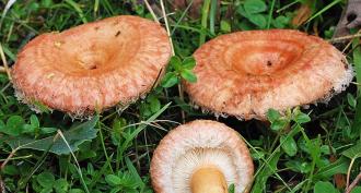 Volushka mushrooms - photo and description