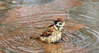 Mengapa burung pipit mandi di genangan air - burung pipit dan payudara Mengapa burung pipit mandi di genangan air di musim dingin